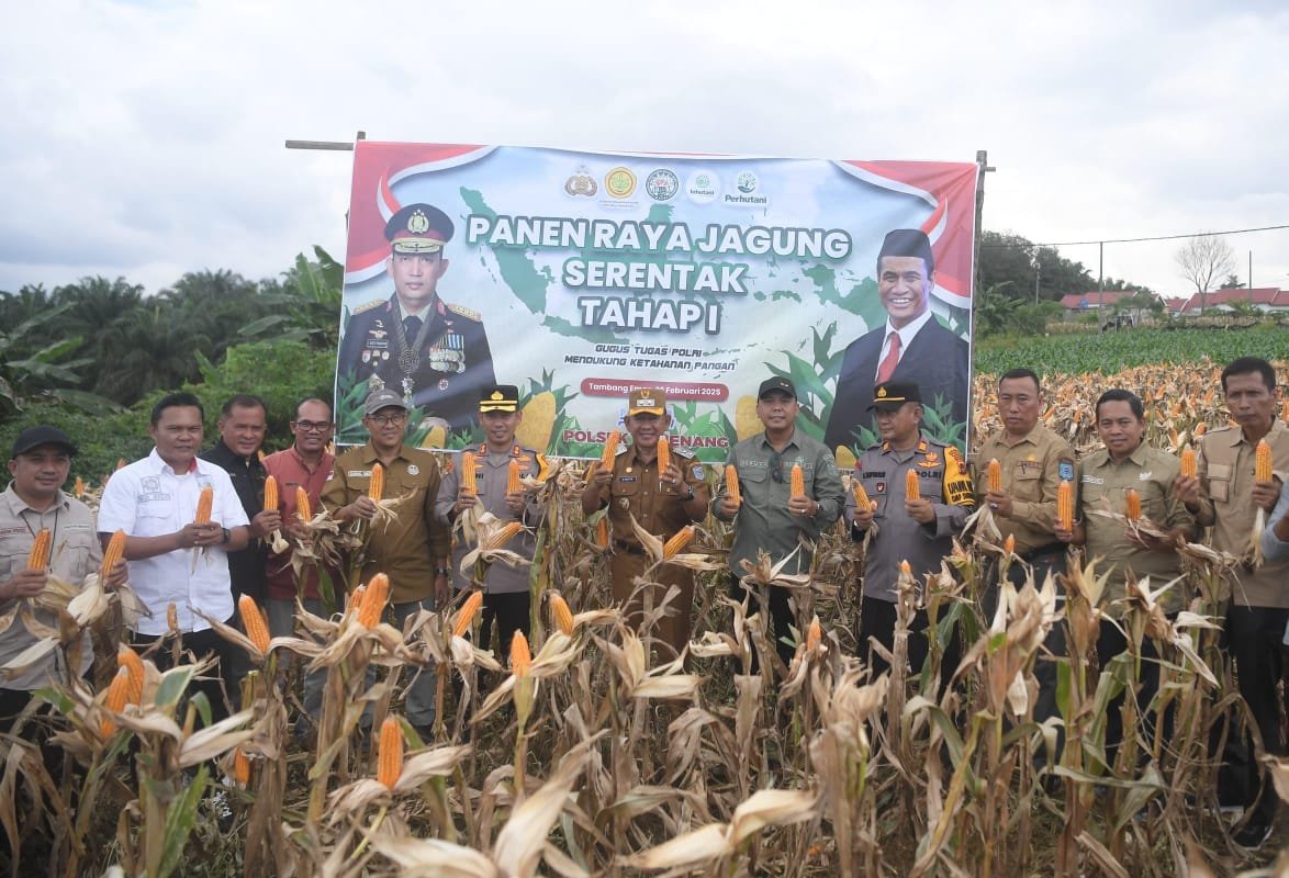 Panen Raya Jagung di Merangin, Wabup Khafid Moein Dukung Program Ketahanan Pangan Asta Cita Prabowo-Gibran