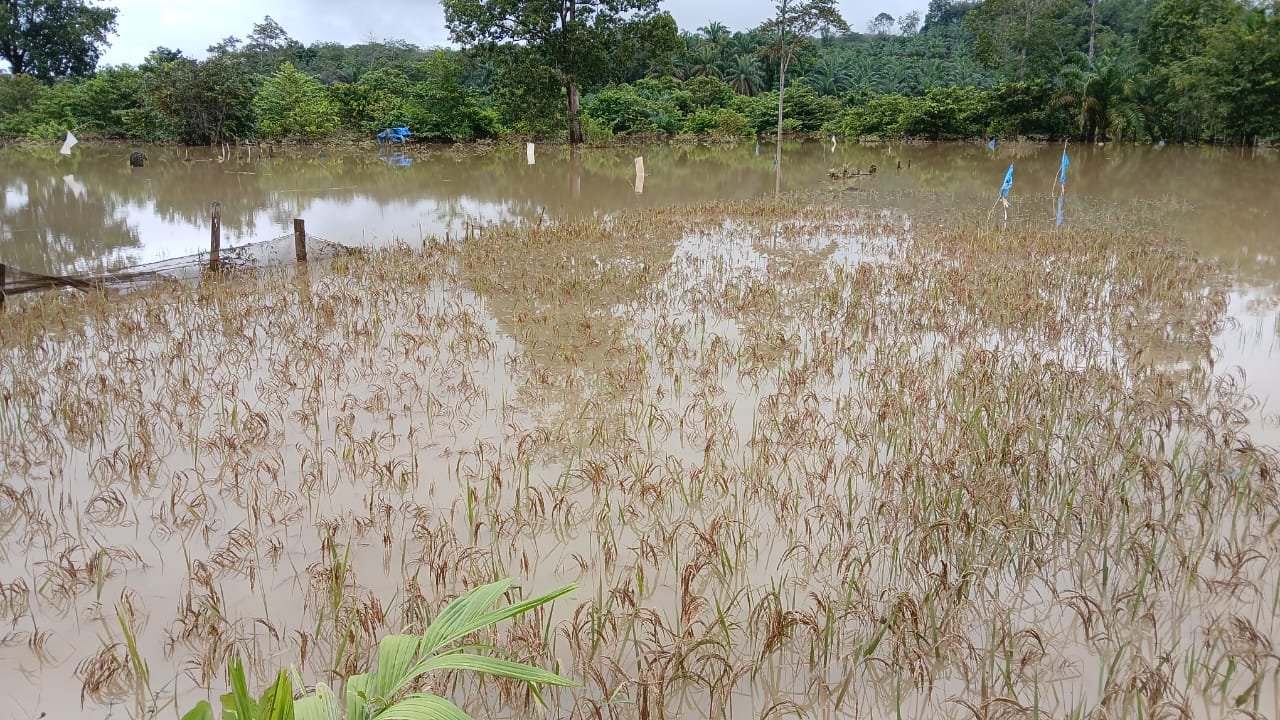 Banjir Rendam 20 Hektare Lahan Sawah di Aurgading, Petani di Bungo Terancam Gagal Panen