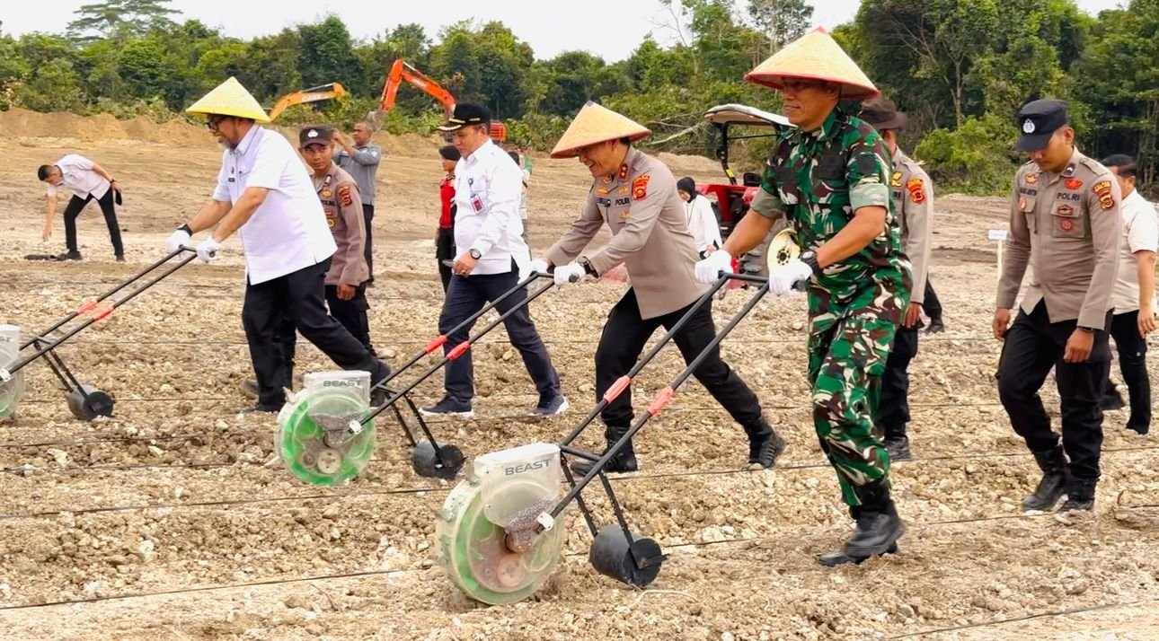 Tanam Jagung Bareng Kapolri! Polda Jambi Gerakkan 192 Hektare Lahan Pertanian
